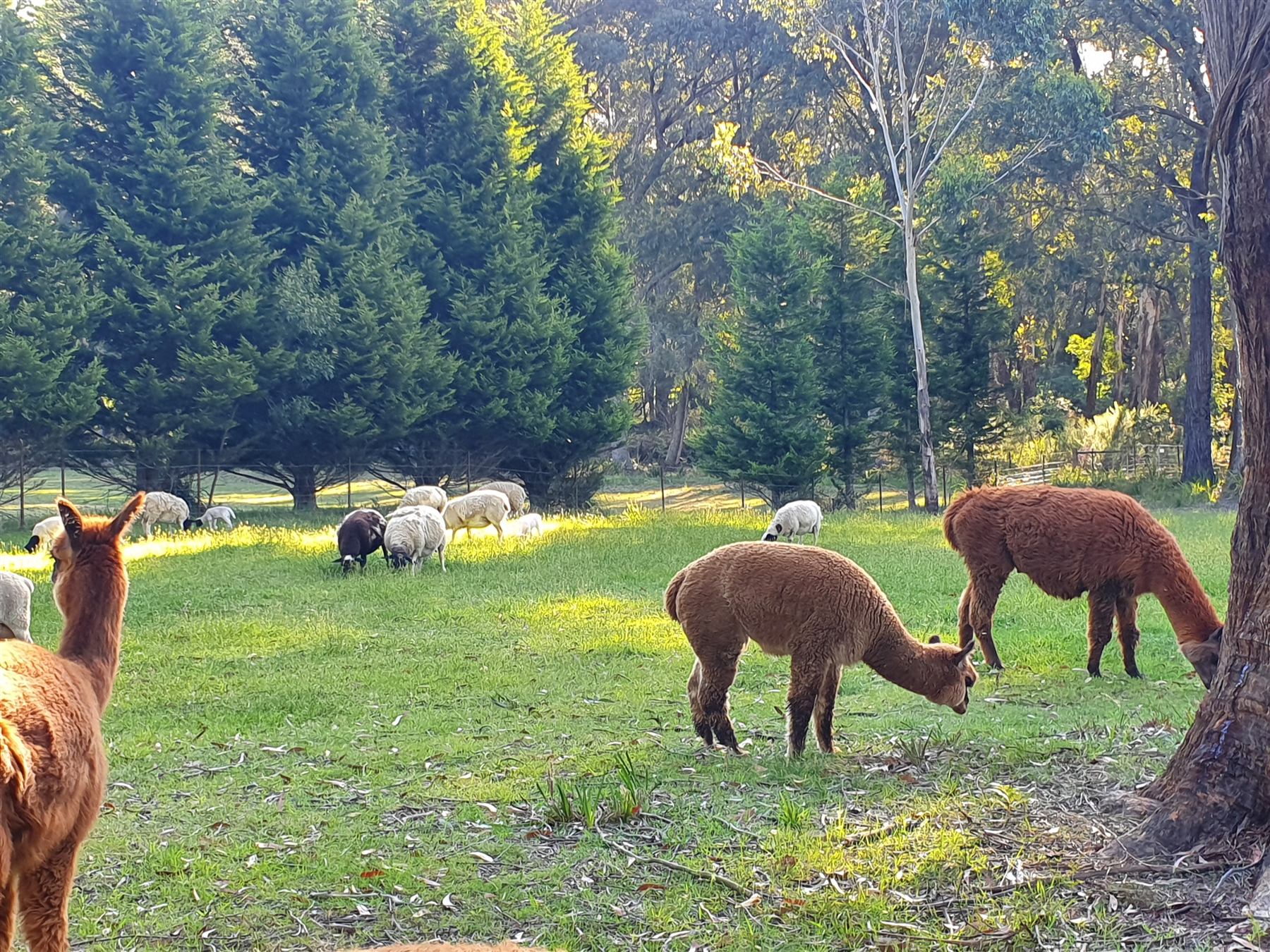 Alpacas and sheep at Rowan Farm